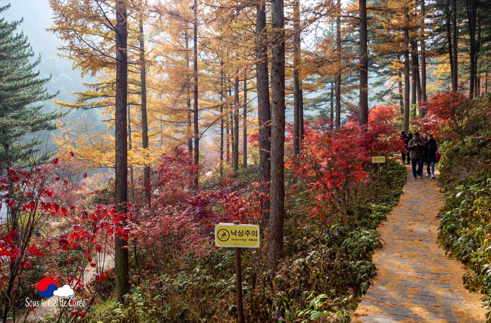 La promenade du Jardin du Matin calme en Corée du Sud