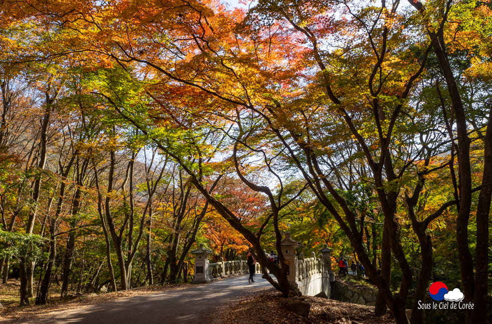 Feuillage d'automne dans le parc du Mont Naejangsan en Corée du Sud