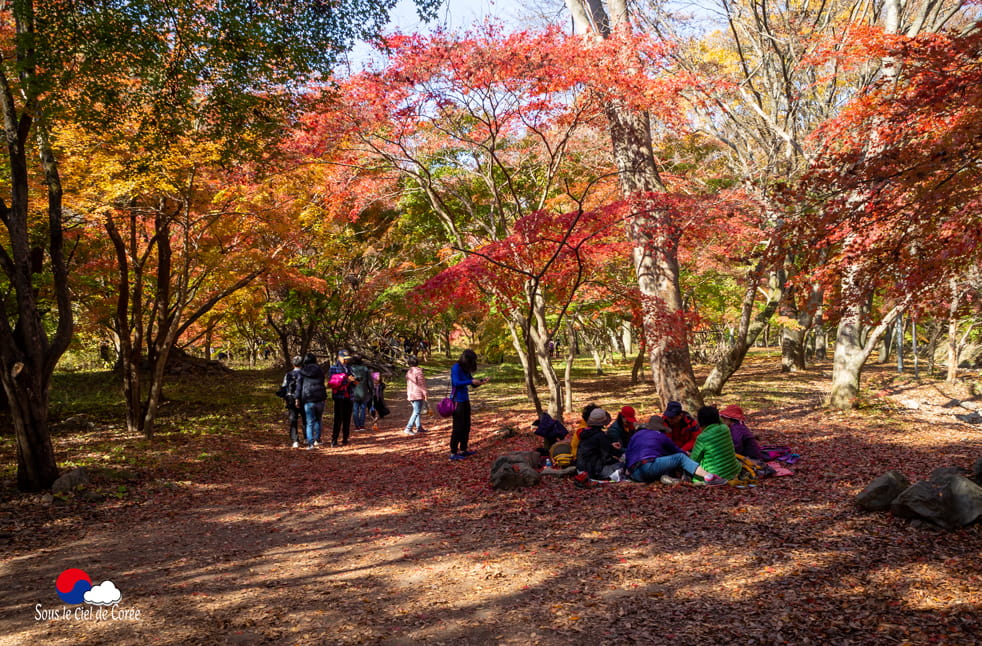 Feuillage d'automne dans le parc du Mont Naejangsan en Corée du Sud