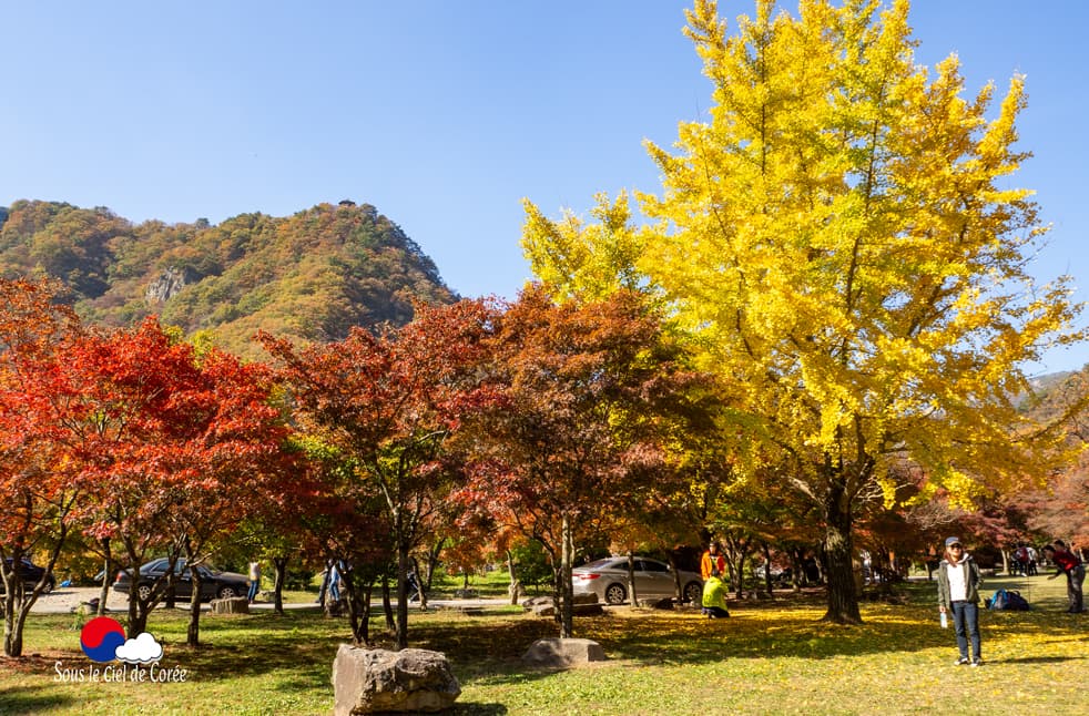 Feuillage d'automne dans le parc du Mont Naejangsan en Corée du Sud