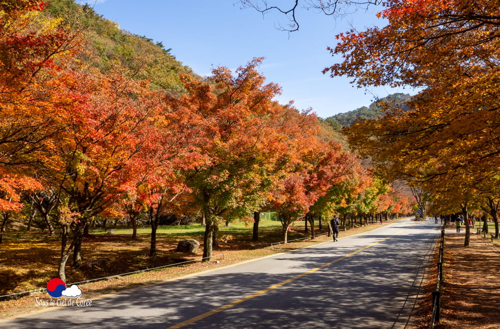 Mapple street (allée des érables), Pavillon Uhwajeong, Mont Naejangsan en Corée du Sud