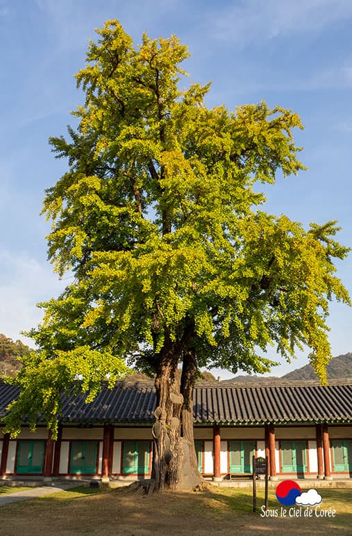 Gingko centenaire, école confucéenne Jeonju Hyanggyo