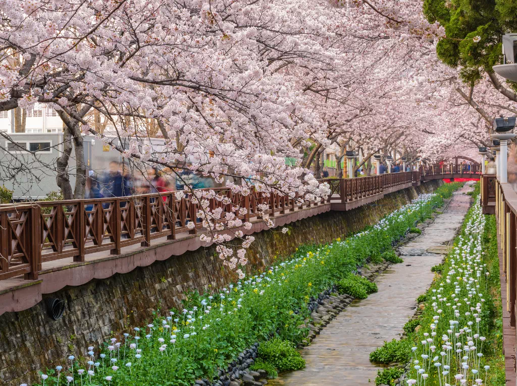 Cerisiers en fleurs le long du ruisseau Yeojwacheon à Jinhae en Corée du Sud